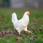 Chicken walking outdoors on grass and leaves.