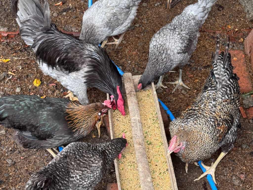 Chicken Spirit Animal: What It Reveals About You Birds feeding on ground with a wooden feeder in a natural setting.