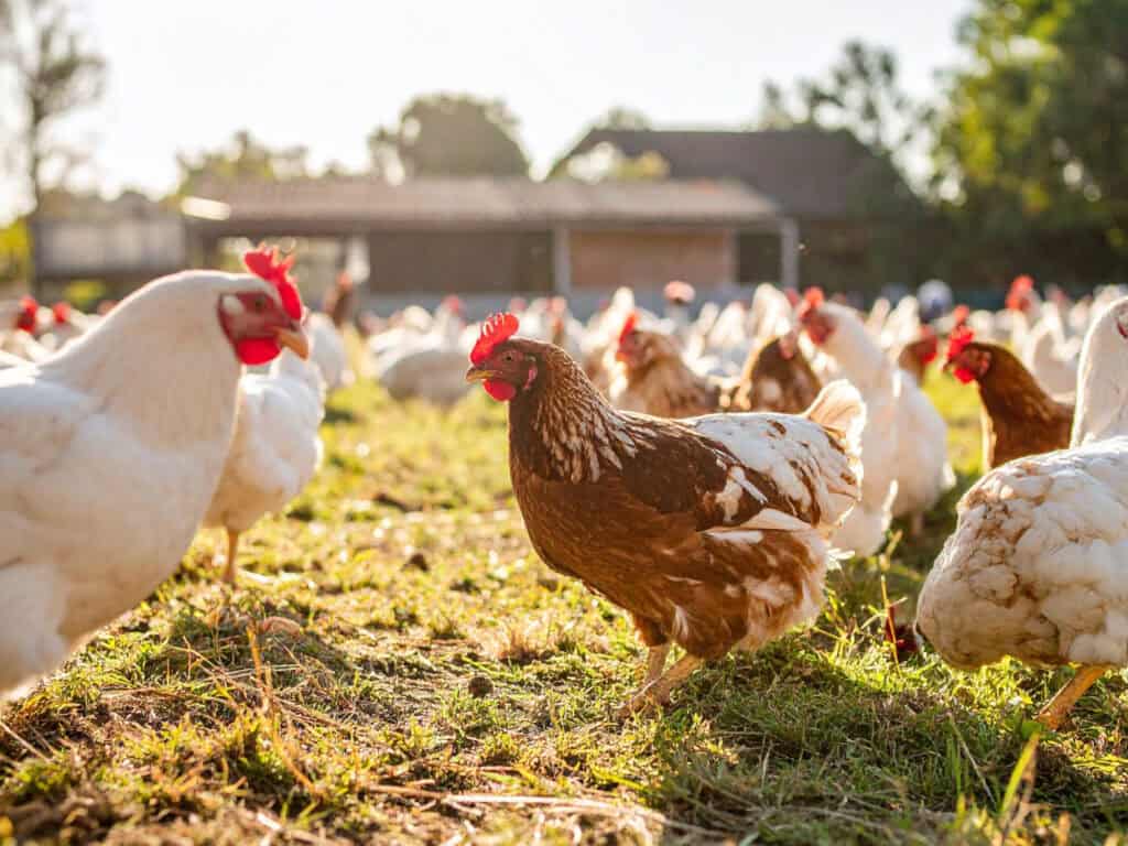 Chicken Spirit Animal: What It Reveals About You Chickens roaming freely in a farmyard during daylight.