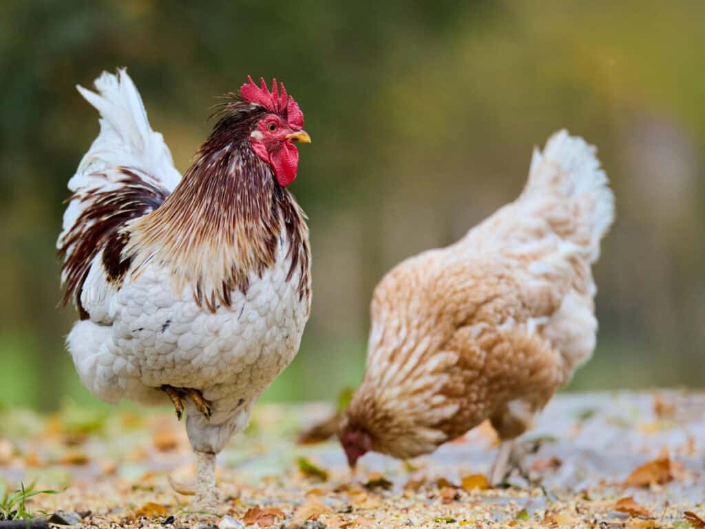 Chicken Spirit Animal: What It Reveals About You Chicken and hen in a natural outdoor setting.