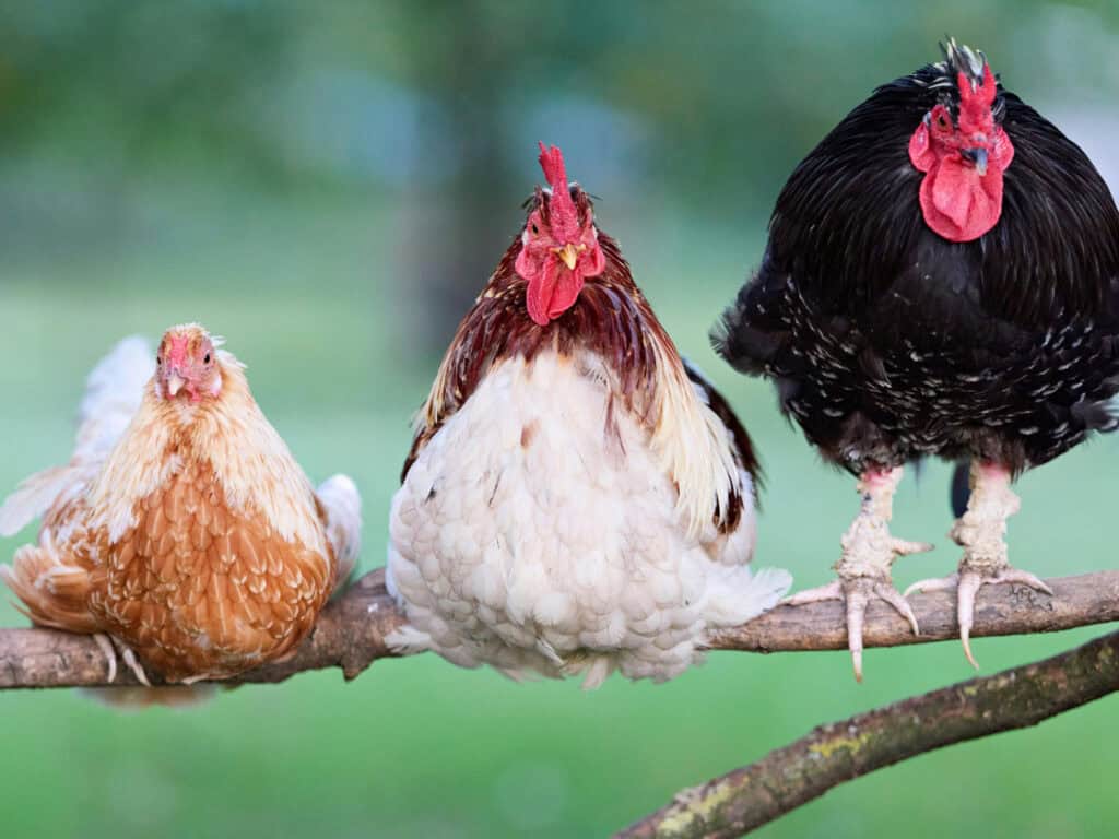 Chicken Spirit Animal: What It Reveals About You Chicken trio perched on a branch in a natural outdoor setting.