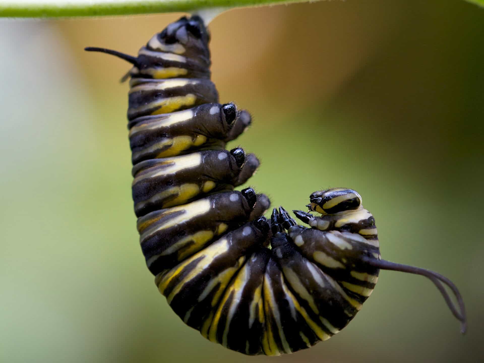Close-up of a black and yellow caterpillar curled on a leaf.