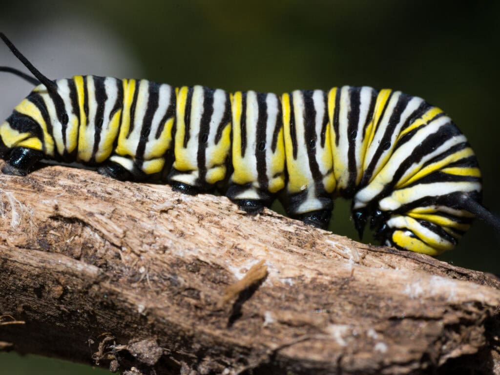 Butterfly caterpillar with black, yellow, and white stripes resting on a tree branch.