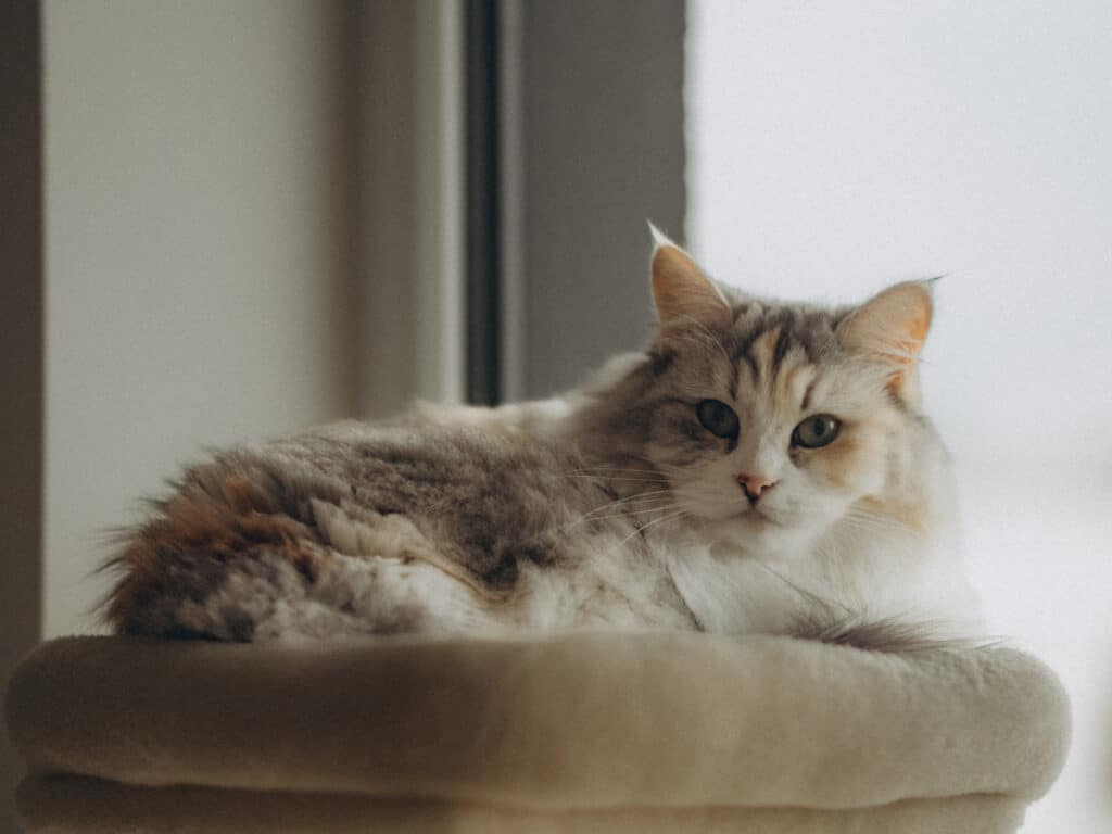 Cat Spirit Animal: What It Reveals About You Calm cat lying on a cushion by the window, enjoying the natural light.