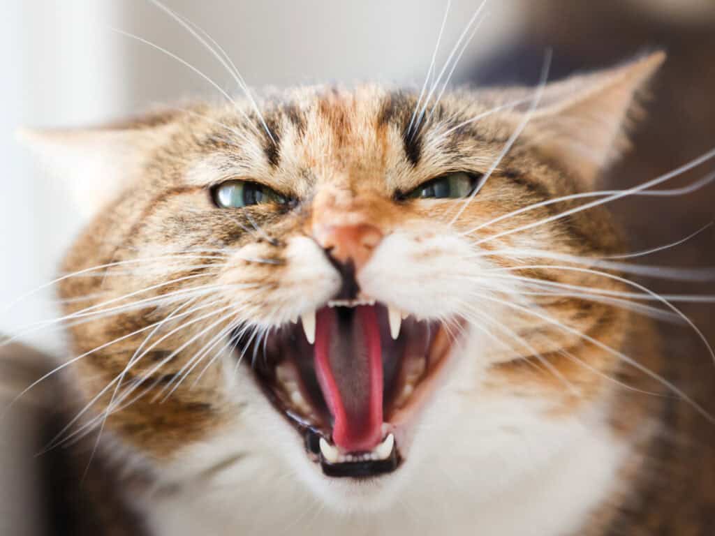 Cat Spirit Animal: What It Reveals About You Close-up of a cat with bared teeth and fierce expression, showing sharp fangs.