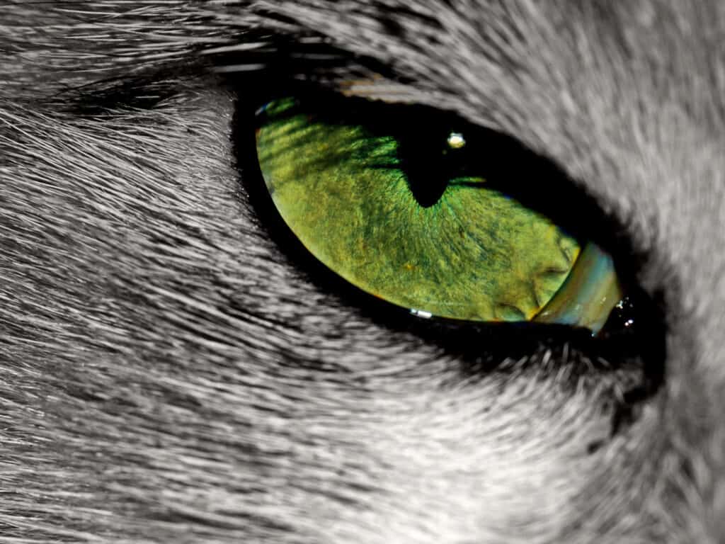 Cat Spirit Animal: What It Reveals About You Close-up of a cat's eye with vibrant green iris and detailed fur.