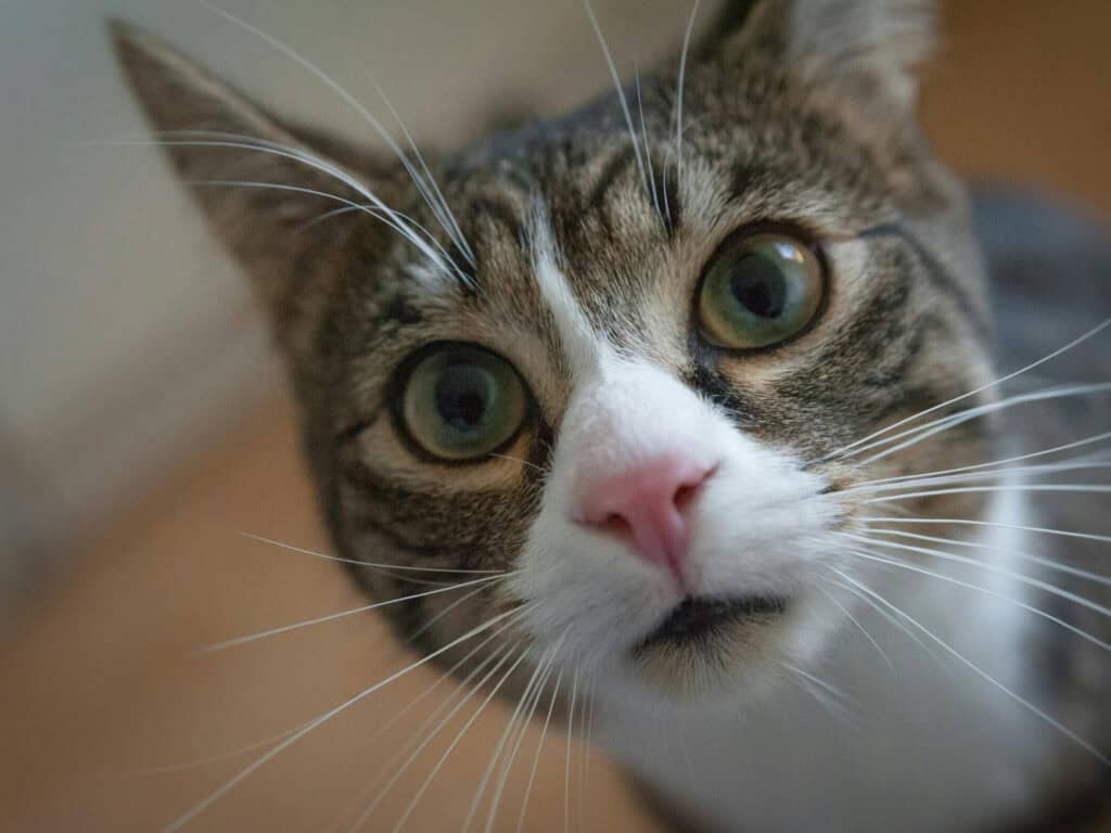 Cat Spirit Animal: What It Reveals About You Adorable cat with striking green eyes and pink nose, symbolizing curiosity and spiritual awareness.