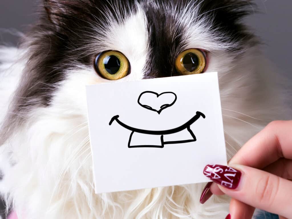 Cat Spirit Animal: What It Reveals About You Cute black and white cat holding a paper with a simple smiley face drawing.