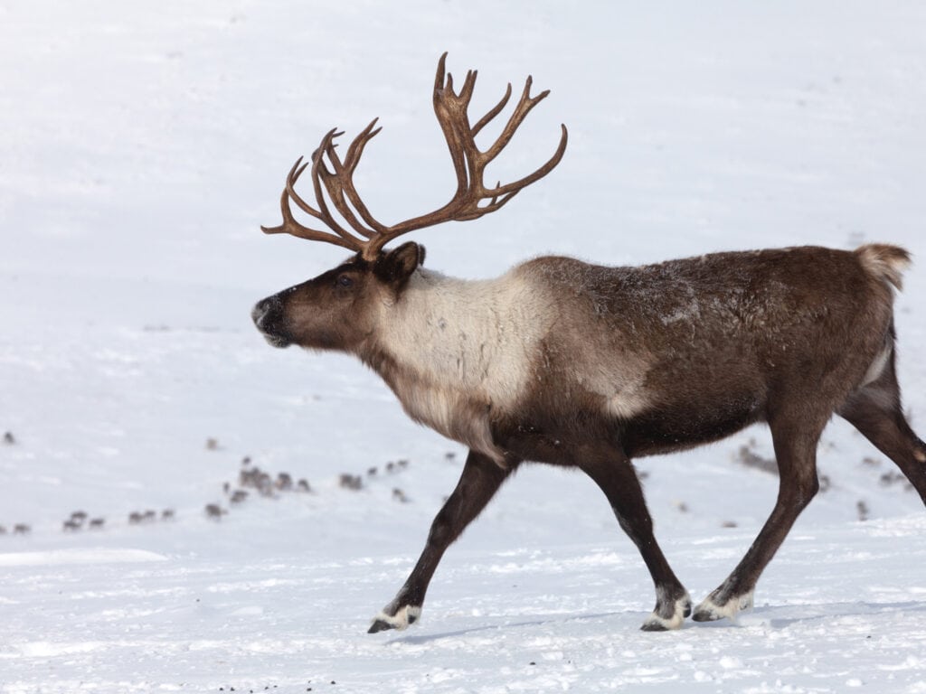 Reindeer walking through snow with large antlers in a winter landscape.