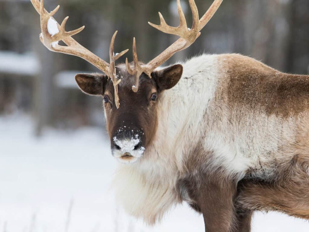 Reindeer with large antlers standing in snow-covered forest.
