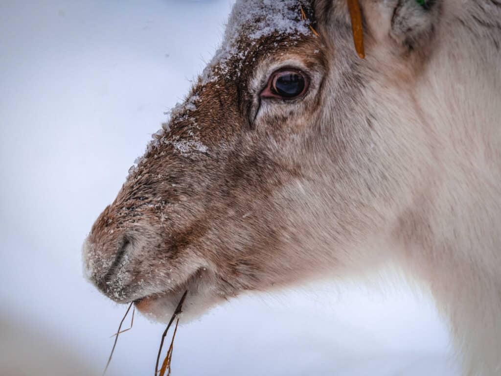 Horse with snow on its face, close-up shot in winter setting.