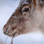 Horse with snow on its face, close-up shot in winter setting.