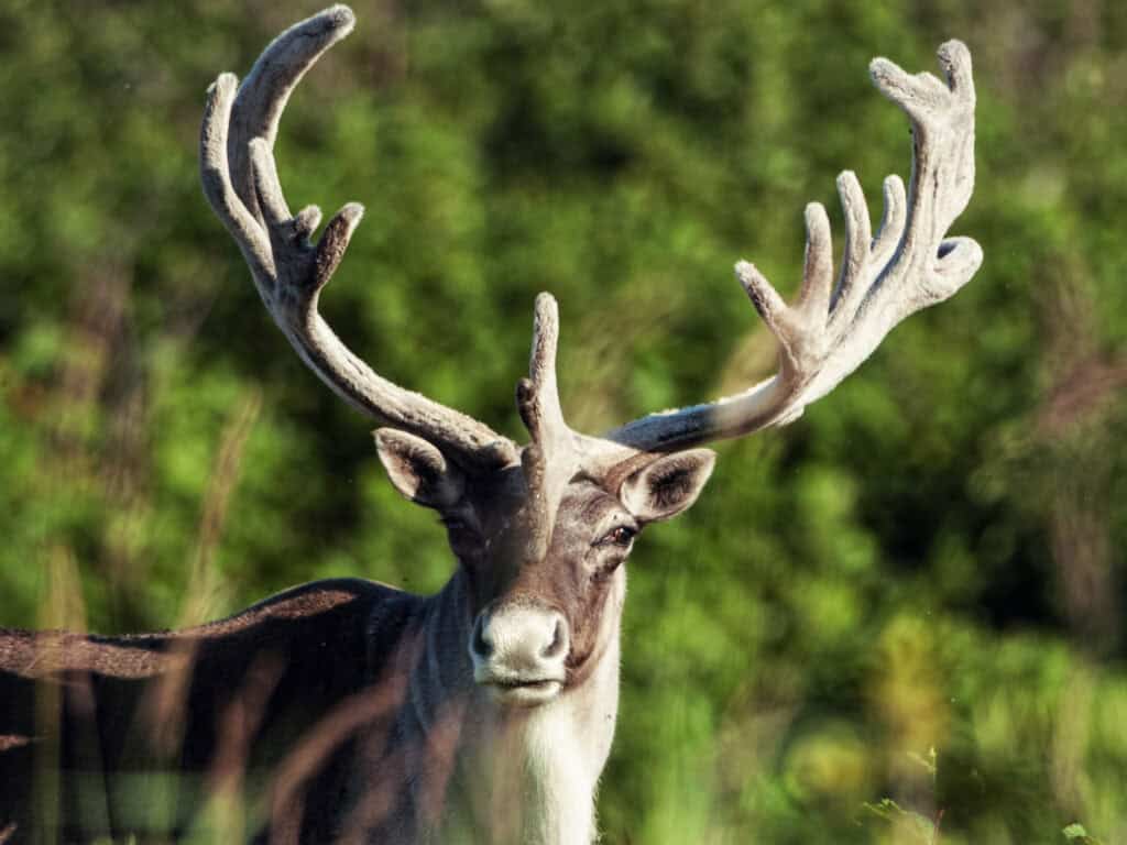 Majestic deer with large antlers in a natural setting, symbolizing spiritual growth.