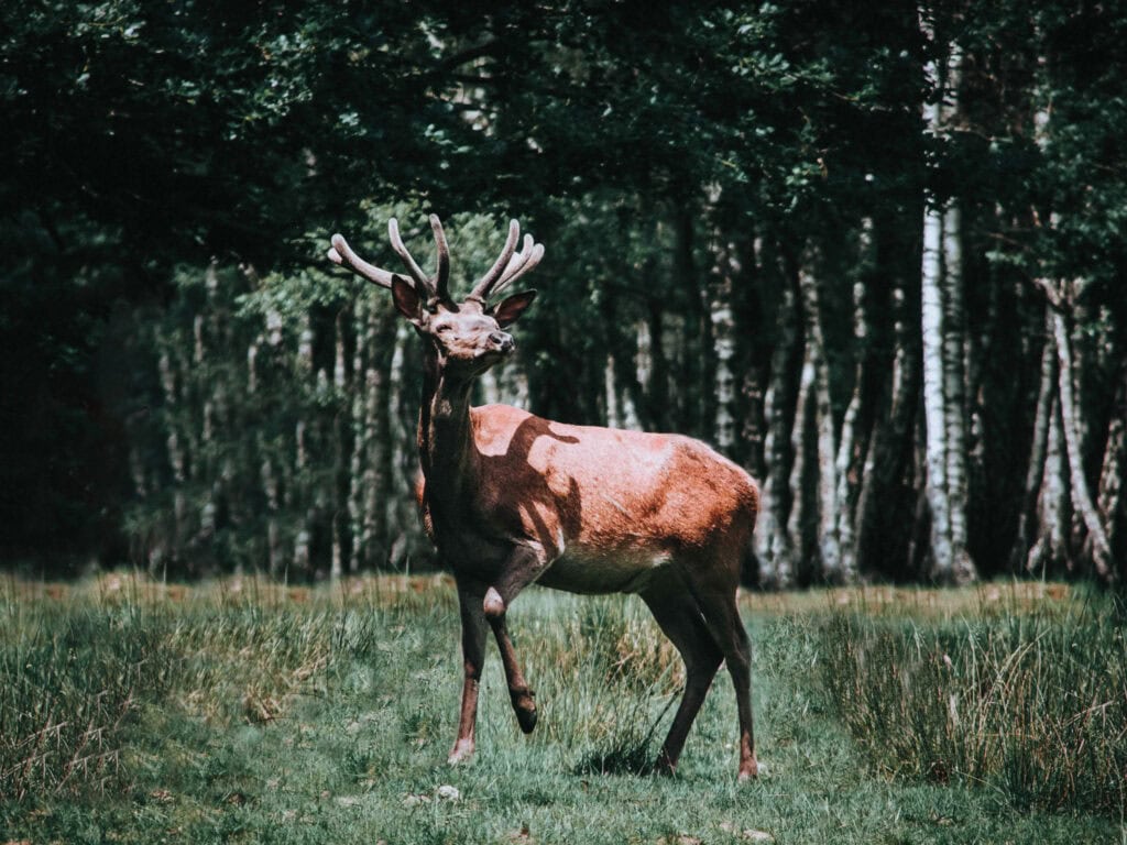 Deer standing in a lush green forest clearing with sunlight filtering through trees.