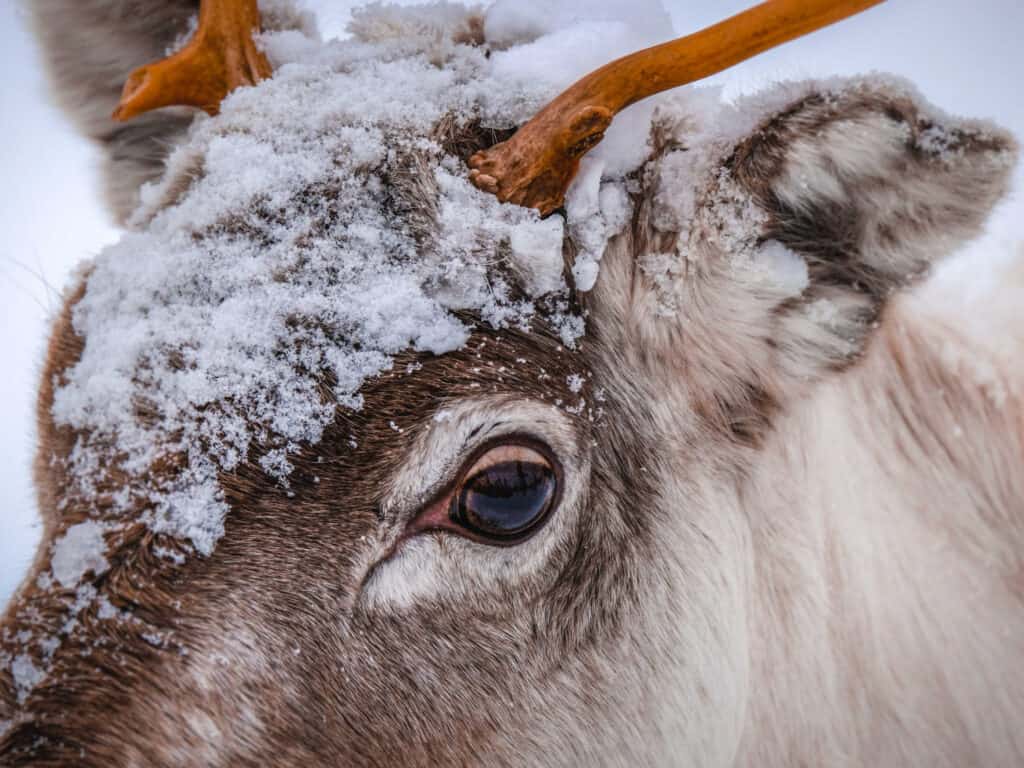 Reindeer with snow on its head and antlers in a winter scene.