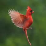 Close-up of a red cardinal bird perched on a small branch, with detailed feathers and a vivid background emphasizing its striking appearance.
