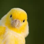 Yellow budgerigar bird in close-up on a blurred green background.