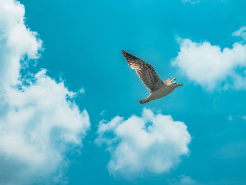 Seagull soaring in a bright blue sky with white clouds.