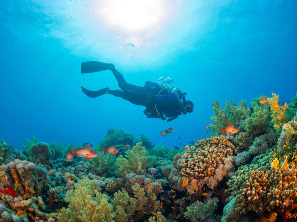 Element Water Meaning: The Spiritual Power of Emotion, Purification, and Inner Flow Diver exploring vibrant coral reef with colorful fish, symbolizing emotional depth and spiritual pur.