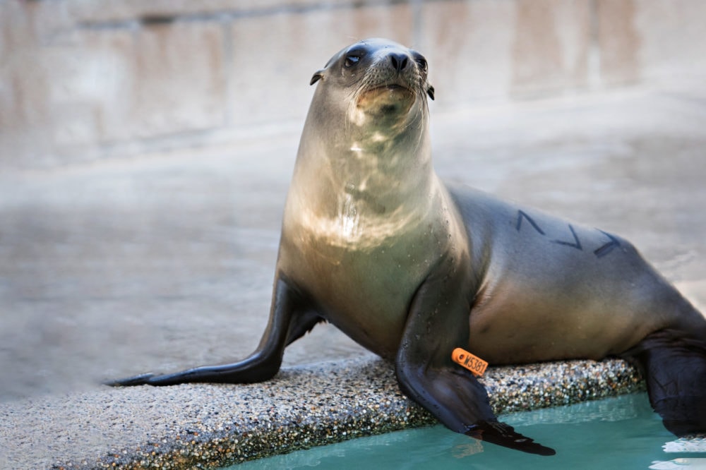 Every animal brought into the center is tagged and identified. (photo: John Mattera Photography)