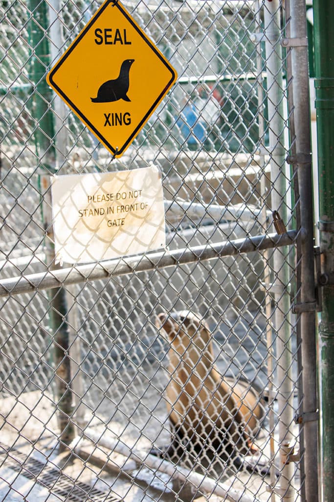 A sea lion pup waits patiently in her pen. (photo: John Mattera Photography)