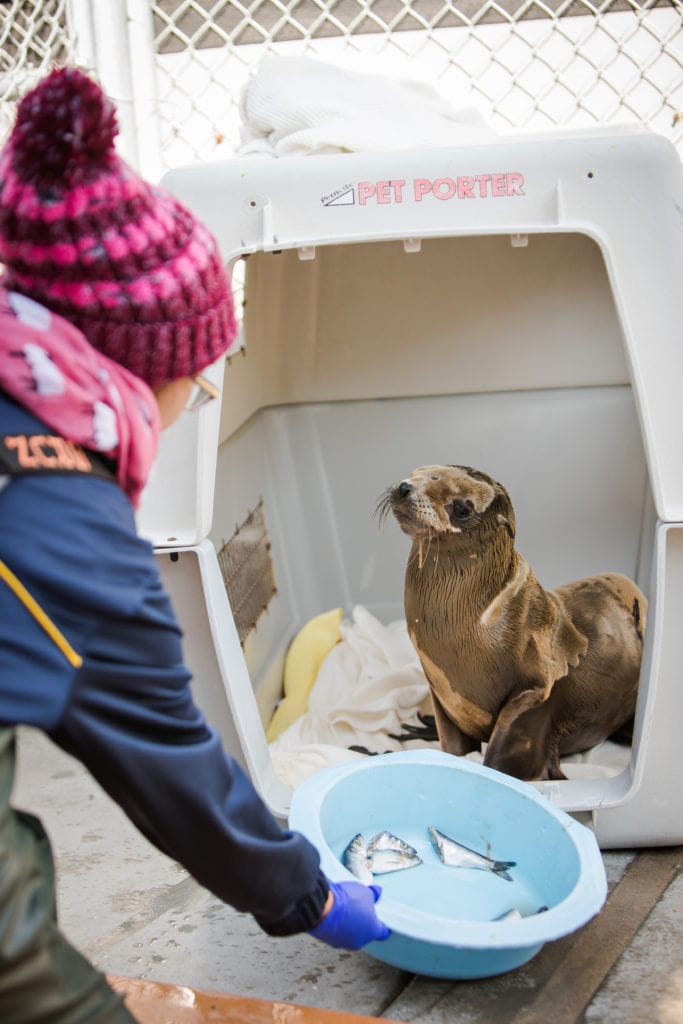 A sick sea lion pup (the same one that graces our February 2020 cover) is fed fish from a volunteer while recuperating at the Marine Mammal Care Center. (photo: John Mattera Photography)