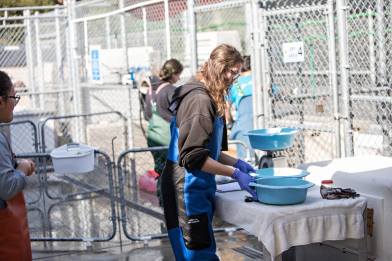 Volunteers prepare meals for the rehabilitating mammals. (photo John Mattera Photography)