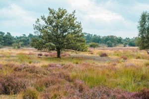 De Drie Linden Giersbergen, restaurant Loonse en Drunense Duinen
