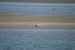 Noordzee gevaarlijk gevaarlijkste zee