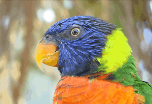 Vogelpark Avifauna Lori's