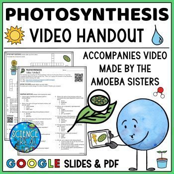 photosynthesis amoeba sisters handout