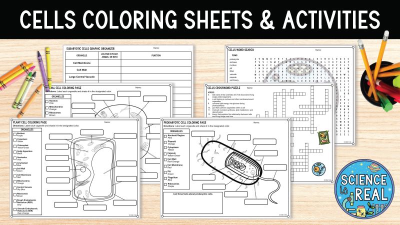 Cell Activities Freebie for Landing page