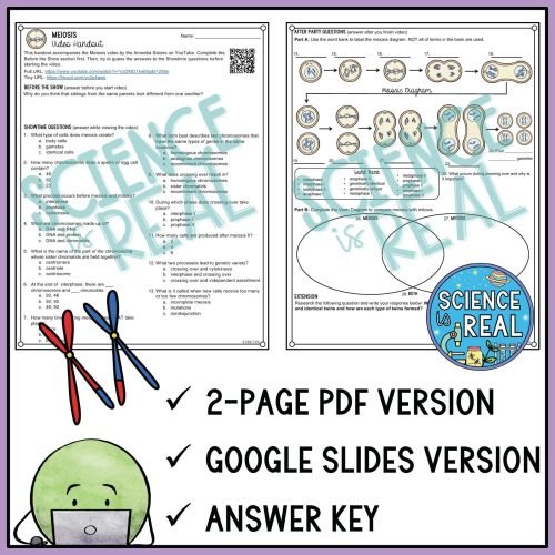 meiosis amoeba sisters video handout