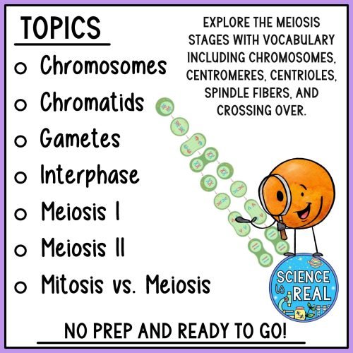 meiosis amoeba sisters video handout