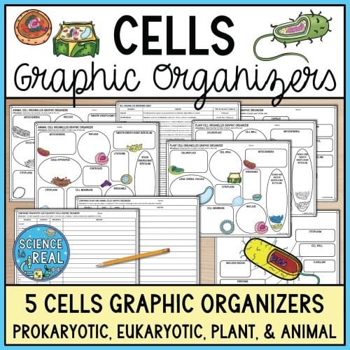 cells graphic organizers