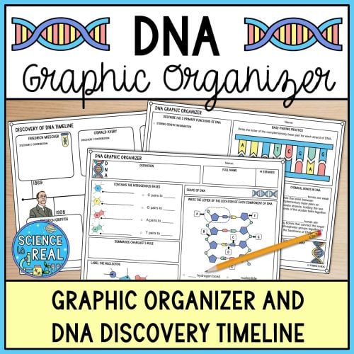 DNA Graphic Organizer