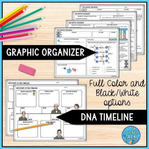 DNA Graphic Organizer