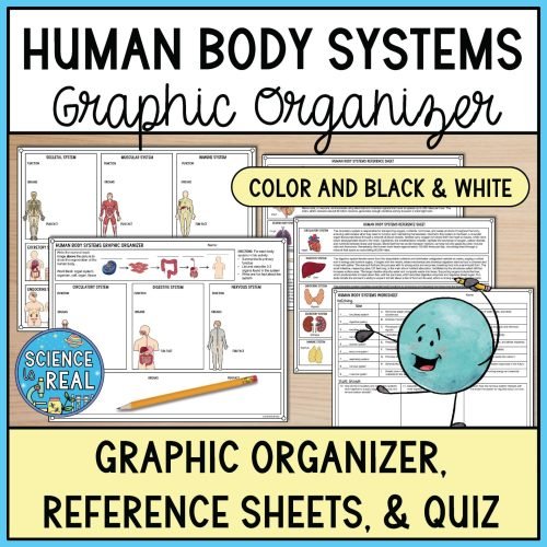 human body systems graphic organizer