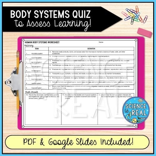 human body systems graphic organizer