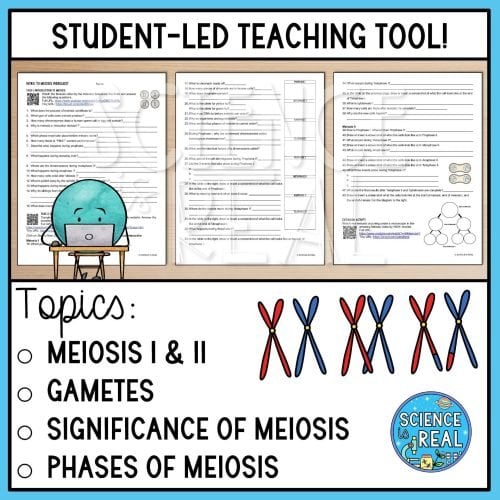 intro to meiosis webquest