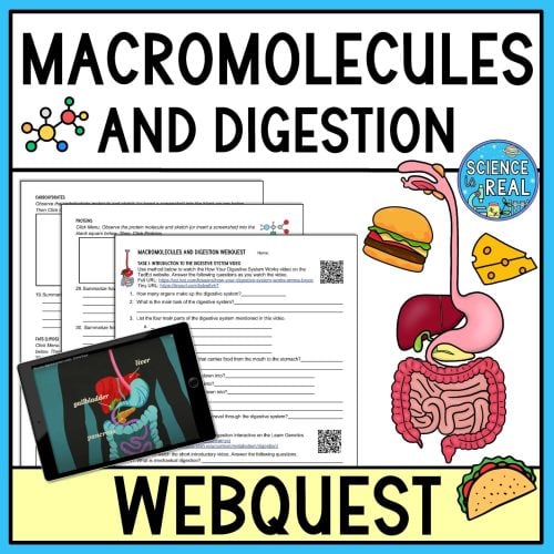 macromolecules and digestion webquest