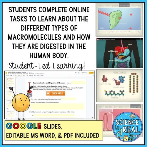 macromolecules and digestion webquest