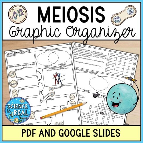 meiosis graphic organizer