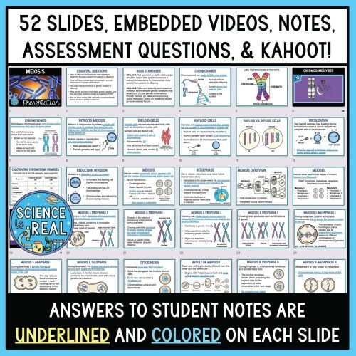 meiosis powerpoint