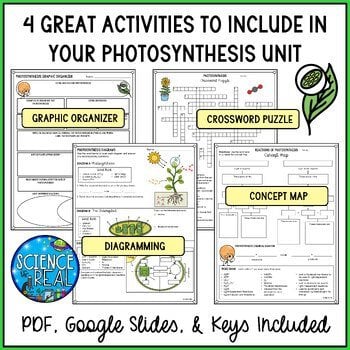 Photosynthesis Graphic Organizer - 4 Great Photosynthesis Worksheets - Image 2