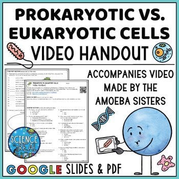 prokaryotic and eukaryotic cells amoeba sisters video handout