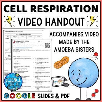 cell respiration amoeba sisters handout