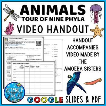 Animal Phyla Amoeba Sisters Video Handout