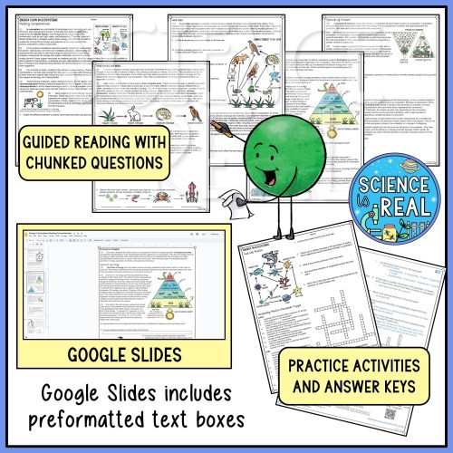 Energy flow in ecosystems reading comprehension