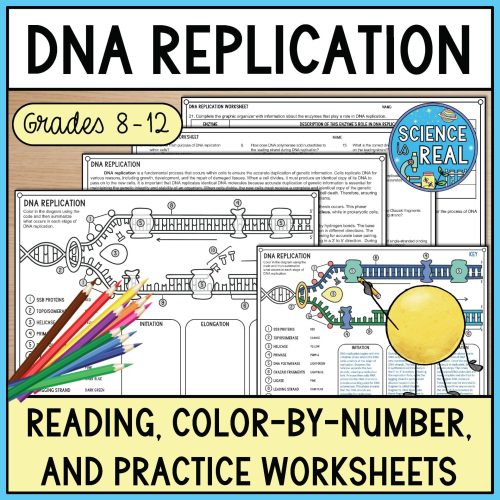 DNA Replication Color By Number
